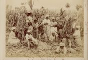 Sugar cane cutters in Jamaica, Caribbean